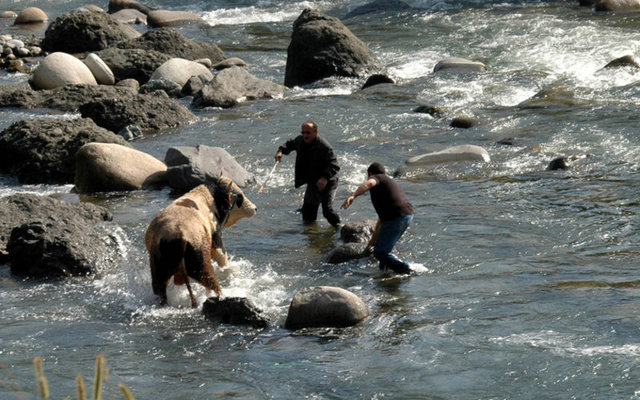 Rize'de bir kurbanlık Salarha Deresi'ne kaçtı.