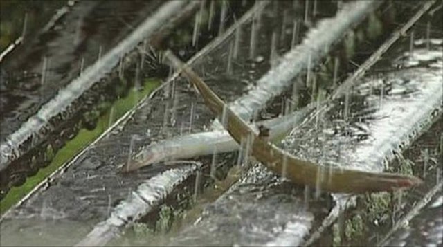 Tanami Çölü'nde, Argyle Nehri ve Elliot Gölü'nden kilometrlerce uzakta gökten balık yağdı.