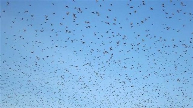 İngiltere'nin Somerset Köyü'nde Mart 2010′da gökten yüzlerce sığırcık kuşu ölü şekilde yere düştü.