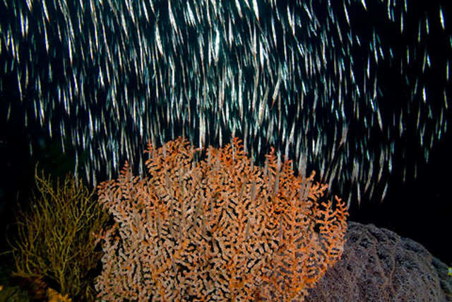 Çölde gökten balık yağdı; Avustralya