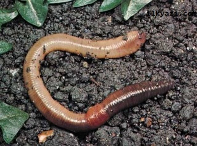 ABD'de bir polis memuru işine gitmek için evinden çıktı ve kısa bir süre sonra gökten suyla birlikte solucanların düştüğünü gördü.