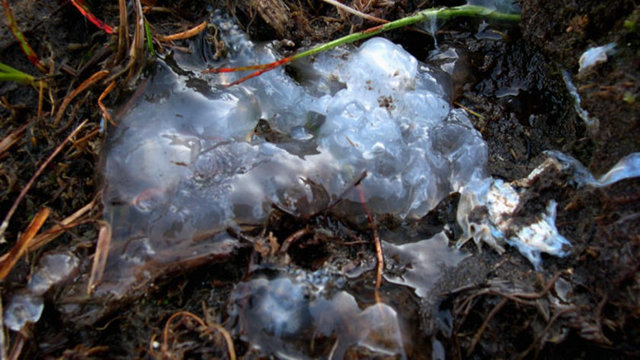 Bir teoriye göre kurbağa yumurtalarını yiyen şahin ve akbabalar bu yumurtaları havada uçarken kustular.