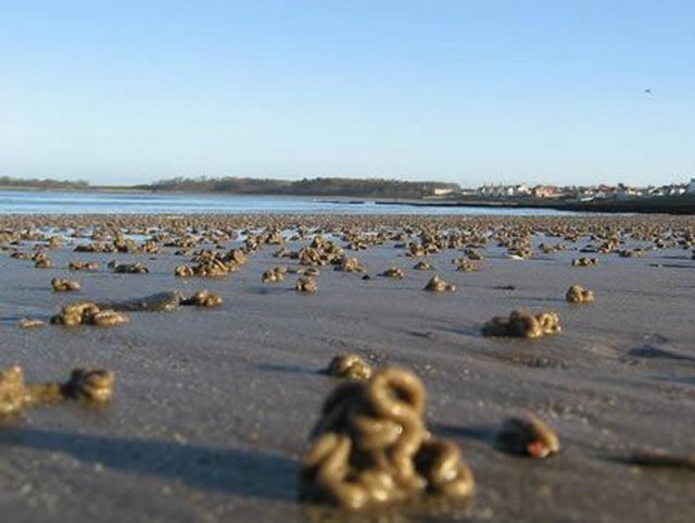 Gökten solucan yağdı; ABD