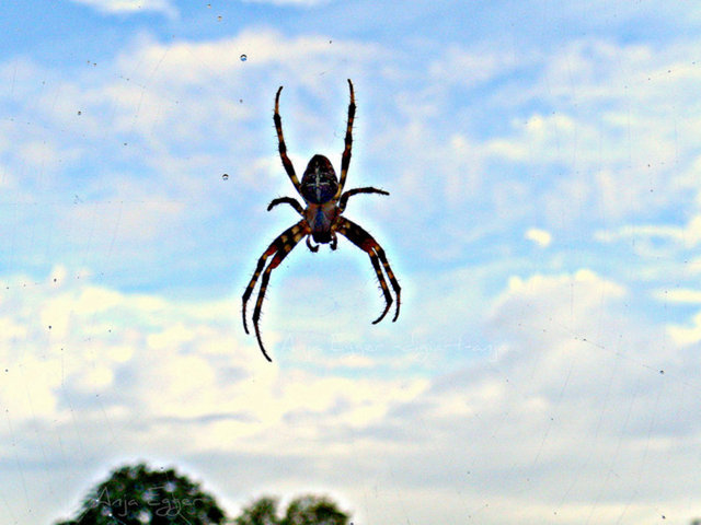 Tırmanma yolculuğuna başladıktan yaklaşık iki saat sonra gökten farklı renklerde örümcek yağmaya başladı.