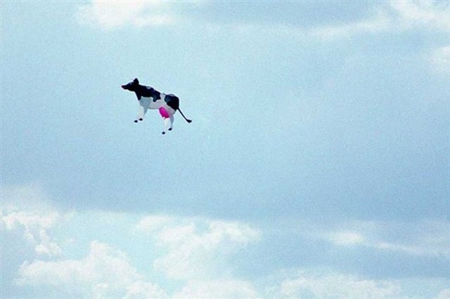 Rus Havagücünün inek düştükten iki hafta sonra Japon otoritelerine verdiği bilgiye göre, uçak mürettebatı ineği yemek için aldı ama uçak tehlikeye girince Japon Denizi üzerindeyken aşağı attı.