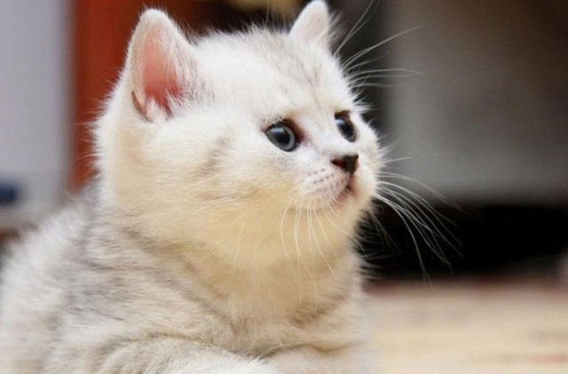 1999 yılında bir bilim insanı bir kedinin beynine bir sıra elektrot bağlayarak kedinin gördüklerini kaydetti.