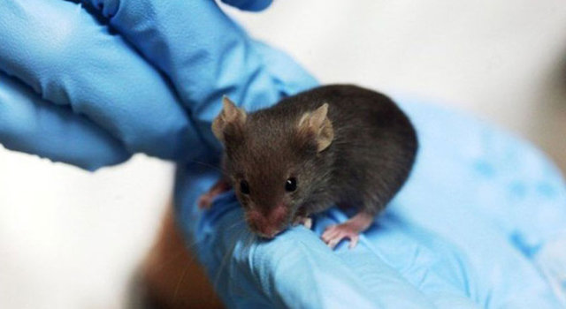 Harvard Üniversitesi'ndeki bilim insanları hem farelerin yaşlanmasını yavaşlatmayı hem de bu süreci tamamen tersine döndürmeyi başardı.
