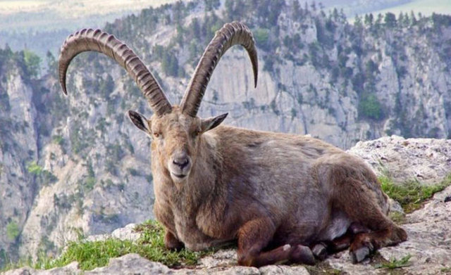 2009 yılında bir bilim insanı soyu tükenmiş bir canlıyı klonlama yöntemi ile yeniden hayata döndürmeyi başardı. Klon bir akciğer problemi yüzünden ölmeden önce 7 dakika boyunca yaşadı.