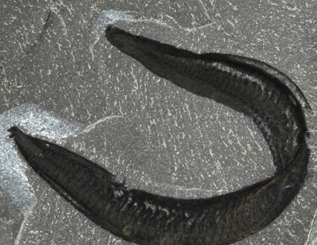 Bilim insanları artık insanların solucana benzeyen eski bir canlı olan 'Pikaia Gracilens'den evrildiğine inanıyor.