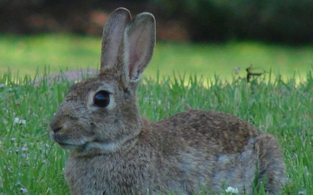 1952 yılında çılgın bir bilim insanı Avrupa'da tavşan popülasyonunu neredeyse yok eden bir virüsü doğaya saldı. Fransa'da tavşan sayısı %90 azalırken, İngiltere'de bu oran %95'e çıktı.