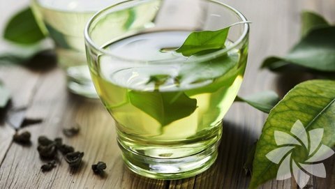 Yeşil Çay: İçinde bulunan kafein türevleri nedeniyle fiziksel halsizliği giderici ve enerji verici (analeptik ) bir içecek olarak bilinmektedir. Kafein türevleri idrar artırıcı etkisi ile yine vücutta ödemin sökülmesine yardımcı olur. Yeşil çay, yağ yakıcı (lipolitik) ve glikojenolitik özelliktedir. Yağ yakıcı etkisi klinik çalışmalar ile de ortaya konulmuştur.