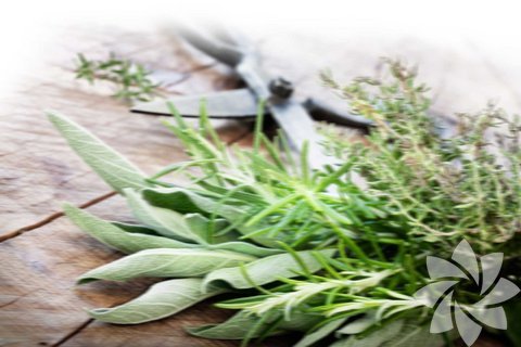 Biberiye: Birçok sağlık probleminin çözülmesinde yardımcı olan  bir bitkidir. Yapılan deneysel çalışmalarda pankreatik lipaz enzimini baskılayarak bağırsaklardan yağın emilmesini azalttığı ve dolayısıyla kilo almayı önleyici bir etkisi olduğu belirtiliyor. Ayrıca safra salgısını artırarak bilhassa yağlı besinlerin sindirimini kolaylaştırmaktadır. Diğer taraftan, biberiye yapraklarının idrar söktürücü özelliği vücuttan ödemin atılmasına yardımcı olmaktadır.