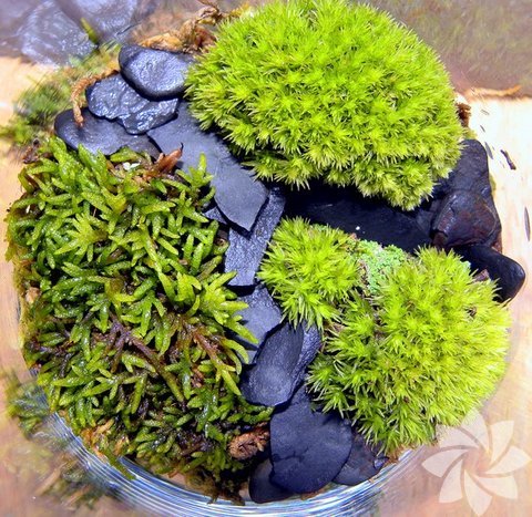 Barut Ağacı: Kabızlığa karşı etkilidir. Bağırsakların hızlı boşaltılmasına yardımcı olur.