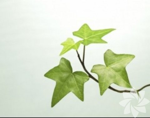 Funda Yaprağı: İdrar artırıcı etkisi ile vücutta ödemin atılmasını sağlar.