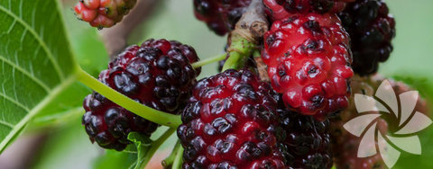 Dut Yaprağı: Besinlerdeki kompleks şekerlerin (oligo- ve nişasta gibi polisakaritler) bağırsaklarda basit şekerlere dönüşümünü sağlayan  enzimleri (alfa-glikozidaz) baskılayarak emilimlerini engellemekte ve bu suretle şekerin vücutta yağ şeklinde depolanmasını engellemektedir.