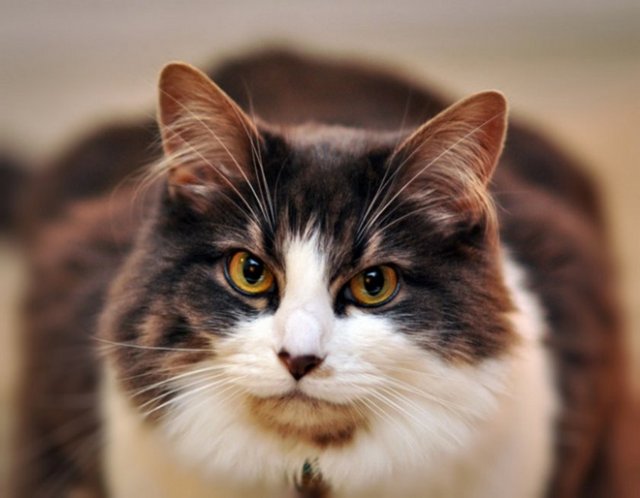 - "Pis kedileri toplayıp kulübesinde bakıyor!" demiş. Hz. Muhammed o anda bir şey söylememiş. Hz. Muhammed Ebu Hureyre'yi daha sonra sokakta görmüş, bu zât bir kedi yavrusu bulmuş.