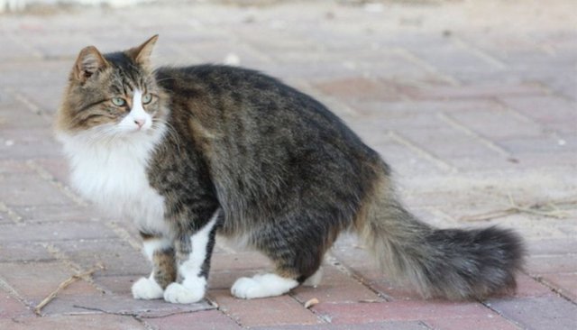 Daha sonra da sahabeden Kâb kızı Kebşe isimli bir hanım şöyle anlatıyor: