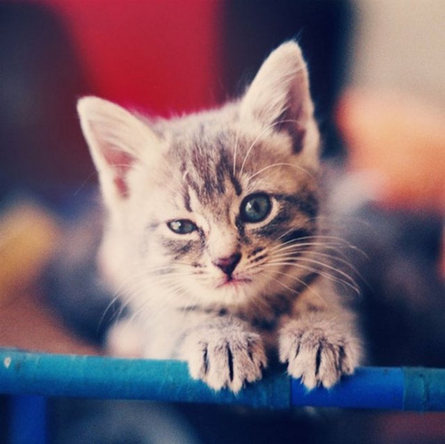 Ebu Bekir Vasiti hazretleri anlatır: Bir gün giderken başımın üzerinde bir kuş uçmaya başladı. Dalgınlıkla kuşu yakaladım. O elimde iken, başka bir kuş daha uçuyordu. Elimdeki kuşun annesi sanarak kuşu elimden bıraktığım anda, kuş öldü. Buna çok üzüldüm. O günden sonra bende bir sıkıntı başladı ve bir sene geçmedi.