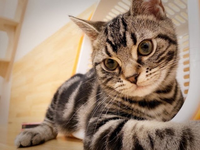 Ağzının içinde üst damağında lekeleri varmış. Bu sık rastlanmayan damağında leke olan kedilerin Müezza'nın soyundan geldiği kabul edilir. Müezza, muhtemelen bir sokak kedisiydi ve Mekke'nin sıcak kavurucu çöl sokaklarından Hz. Muhammed'in ilgisi ile kurtulmuştu.  -