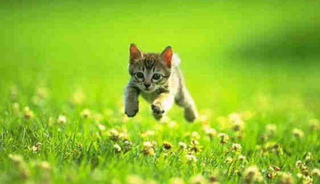 Ve bilindiği üzere yılanın amansız düşmanı olan kedi, yılanı boğmuş. Yılanın zehirli ısırığından kedi sayesinde kurtulan Hz. Muhammed kedinin sırtını okşamış.  -