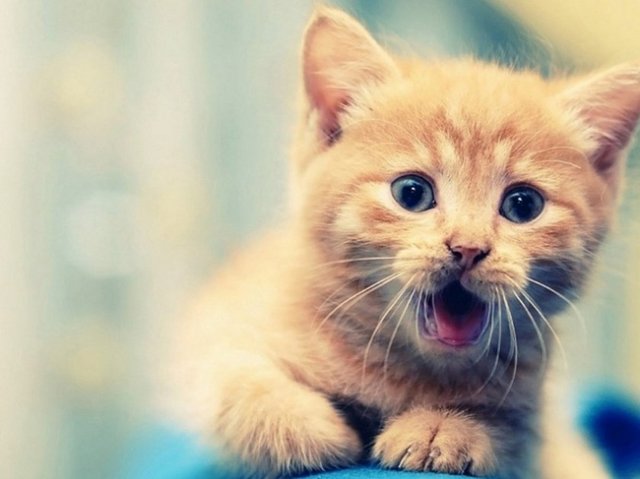 Bir gün namaz kılarken bir yılan Hz. Muhammed'e arkasından yaklaşmış ve Hz. Muhammed'i sokmaya kalkışmış. İşte tam o sıra oralardan geçen bir adam Hz. Muhammed'in zor anına yetişip kedisini yılanın üzerine salmış.  -