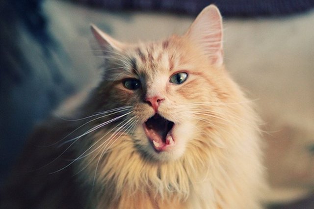 Bir gece Peygamber efendimizi rüyamda gördüm. Bir senedir, o kadar çok sıkıntının tesirinde kaldığımı, çok zayıflayıp ayakta namaz kılamaz hâle geldiğimi arz ettim. Evimizdeki kedi yavrulamıştı. Bir gece Peygamber efendimizi rüyamda gördüm. Bir senedir, o kadar çok sıkıntının tesirinde kaldığımı, çok zayıflayıp ayakta namaz kılamaz hâle geldiğimi arz ettim. Evimizdeki kedi yavrulamıştı.