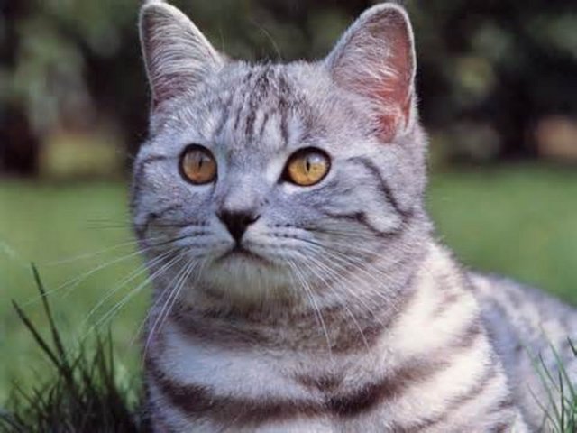 -  - İslamiyet'teki bu gizli kedi sevgisi sebebi ile İslam ülkelerinin sokakları kedilerle doludur. Ebu Hureyre kısa sürede İslam aleminin en önemli ve en güvenilir sahabelerinden birisi oldu. Peygamberimiz Hz. Muhammed kendisini çok seviyordu ve yanından ayırmıyordu.