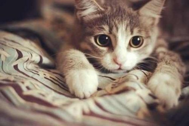 ''Eshab-ı kiramdan kayınpederim Ebu Katade'nin abdest alması için bir kaba su koymuştum. Kedi gelip bu kaptan su içiverince Ebu Katâde biraz daha su içmesi için, kabı kedinin önüne uzattı.''