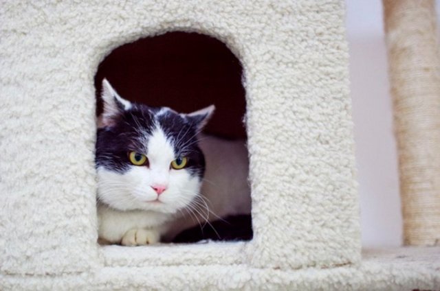 Peygamberimizin eşi Hz. Aişe (r.a.) tarafından yapılan rivayete göre Hz. Muhammed şöyle demiştir: Resûlüllah (a.s.) Efendimiz: "Şüphesiz ki kedi necis (pis) değildir, o da ev halkından bazısı gibidir" buyurdu.  -