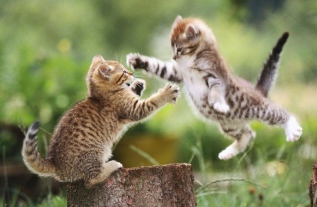 "Hubbül hırratı minel iman" Türkçesi:"Kediyi sevmek imandandır" buyurmuş. "Niçin?" diye sormuşlar. "Ebu Hureyre bilir" demiş başka bir şey söylememiştir.