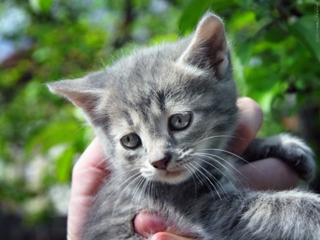 O günden beridir de kediler sırt üstü yere düşmezlermiş. Bediüzzaman Said-i Nursi gibi bazı alimler kedilerin çıkardığı mırmırların "Ya (Er) Rahim, Ya (Er) Rahim" şeklinde bir dua olduğunu, kedilerin bu şekilde şükredip, zikrettiklerini söylemektedirler.