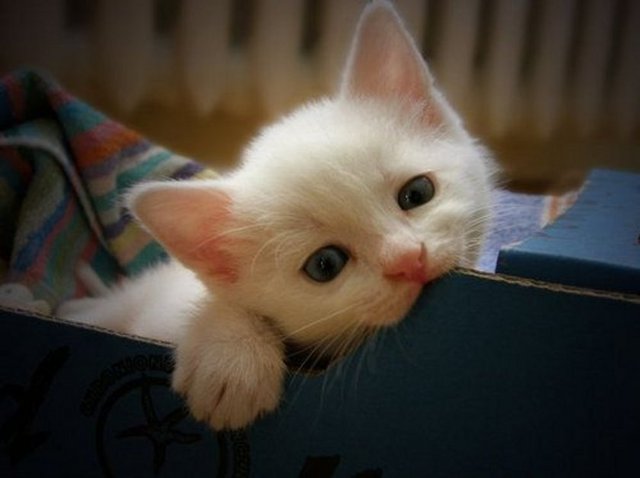 Bir gün bir sohbet esnasında Resûlullah efendimiz yanındakilere: