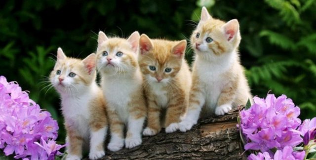 Ben bu sıkıntı içinde düşünürken, bir köpeğin kedi yavrularından birisini yakalamaya çalıştığını gördüm. Bastonumu vurunca, kaçtı. Kedinin annesi gelip yavrusunu alıp gitti. Ondan sonra iyileştim; namazlarımı ayakta kılmaya başladım. O gece rüyamda yine Peygamber efendimizi gördüm. "İyi olmanın sebebi, bir kedinin senin için teşekkür etmesidir." buyurdu.  -