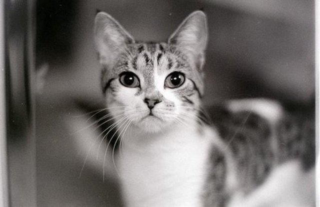 Ve seferden döndüğünde o nöbetçiden kediyi istemiş ve sahiplenerek adını Müezza koymuş. Siyah beyaz bir Habeş kedisiymiş Müezza.  -