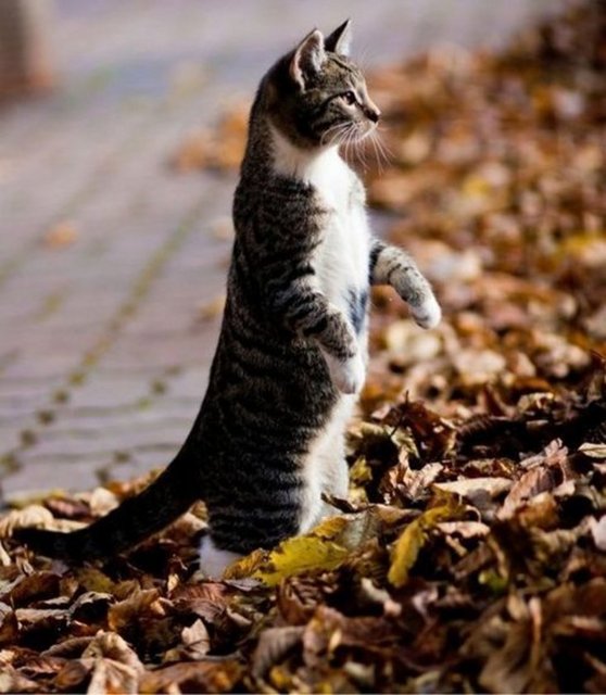 Peygamberimizin eşi Hz. Aişe (r.a.) diyor ki: "Benle Resûlüllah (a.s.) Efendimiz, daha önce kedinin ağzını dokundurup su içtiği bir kaptan su alıp guslettik." -