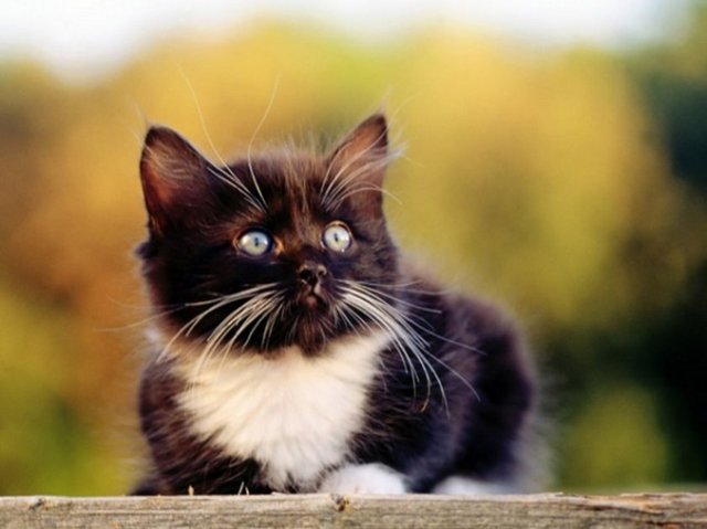 Kendisi de bir kedi dostu olan ve Peygamberimizin hadislerini aktaran Ebu Hureyre, Hz. Muhammed'in kedilerin ticari alım satımını yasaklattığını söyler. Hatta Ebu Hureyre'nin aktardığı hadislerde "kedisini kapatıp aç bırakan bir kadının cehennemde çektiği cezadan." bahsedilir.  -