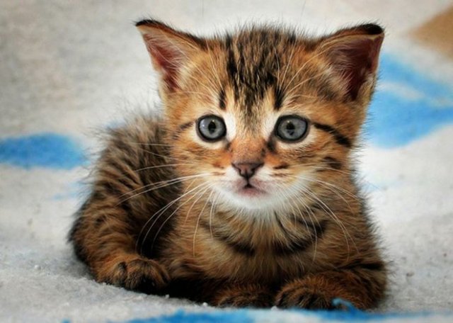 Hazret-i Ebu Hureyre anlatır: "Bir gün elbisemin içinde küçük bir kedi taşıyordum. Resulullah efendimiz beni görünce, 'Nedir bu?' diye buyurdu. Ben de; 'Kedicik!' dedim. Bunun üzerine Resulullah, "Ey Ebu Hureyre" buyurdu. Yani kediyi seven, onlara ana babalık eden kimse buyurdu."  -