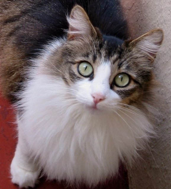 Sahabelerden biri bir gün Hz. Muhammed'e söylemiş: