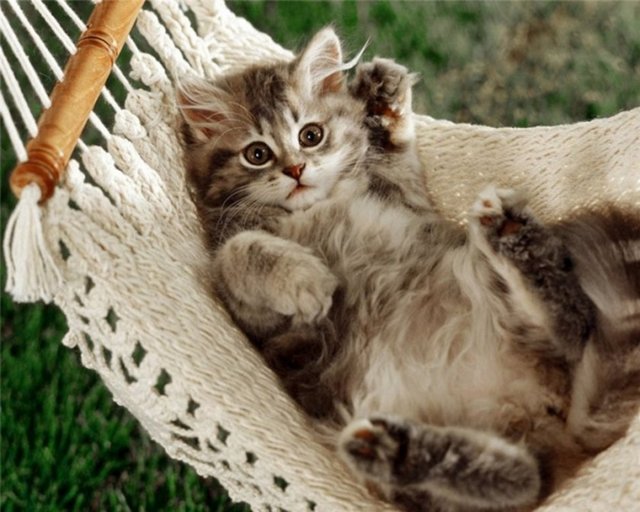 - Mesaj oldukça açıktır. Kedilere iyi muamele şarttır. Bu hadislerden dolayı çocukluğumuzda kedilerin canını acıtanlar için hep aynı şey söylenir dururdu. "Bir kediyi öldürürsen yedi cami yaptırman gerekir."