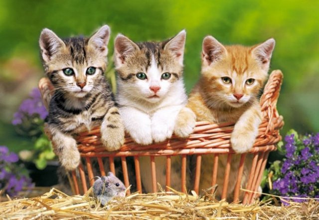 Hazret-i Ebu Hüreyre, Peygamber efendimizin hep huzurunda ve yanında bulunduğu için, pek çok hadis-i şerif işitip rivayet etmiştir. Gece gündüz Peygamber efendimizin yanından ayrılmaz, ondan duyduğu hadisleri öğrenmeye çalışırdı.