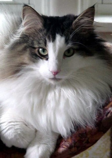 -  -  - İmam Şafii'ye göre, kedi su içtikten sonra arta kalanı temizdir. İmam Mâlik'e göre, kedinin artığı temizdir. İmam Ahmed bin Hanbel'e göre, kedinin artığı temizdir, onunla abdest almak mekruh değildir.  -  -  -  -