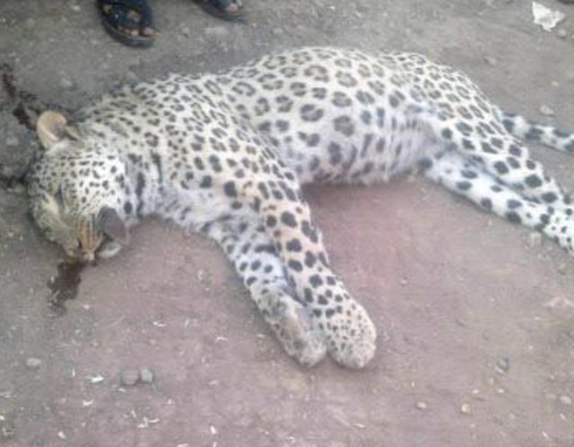 Biricik, " "Bu bir leopar, nadir bir durum yaşıyoruz. 2010 yılında Siirt'te bir tane vurulmuştu. Doğrulanmış tek kayıt oydu. Leoparın hangi cinsi olduğu yapılacak incelemeden sonra belirlenecek" dedi.