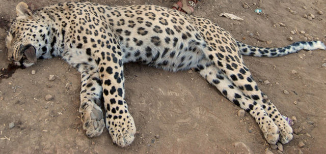 Köyde leoparı inceleyen Dicle Üniversitesi Fen Fakültesi Fen Fakültesi Ögretim Üyesi Prof. Dr. Murat Biricik, duyum üzerine Solmaz köyüne geldiğini ifade etti.