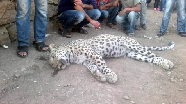 Diyarbakır - Çınar'a 10 kilometre uzaklıktaki Solmaz köyünde kuzeni Mahmut Kaplan ile köyün kırsalında hayvanlarını otlatan Kasım Kaplan (29), arkadan üzerine atlayan bir leoparın saldırısına uğradı.