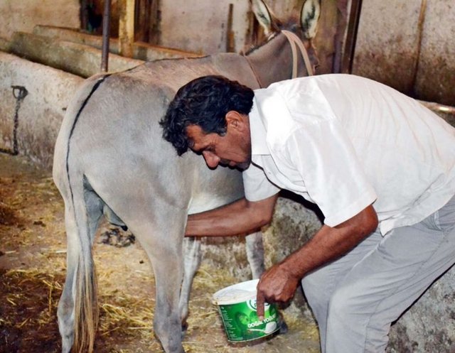 Marmaris Özel Ahu Hetman Hastanesi İç Hastalıkları Uzmanı Dr. Osman İrez ise eşek sütüne pek olumlu bakmadığını, çünkü henüz bu konuyla ilgili ortada somut bir şey olmadığını belirtti. Dr. İrez şu bilgileri verdi: