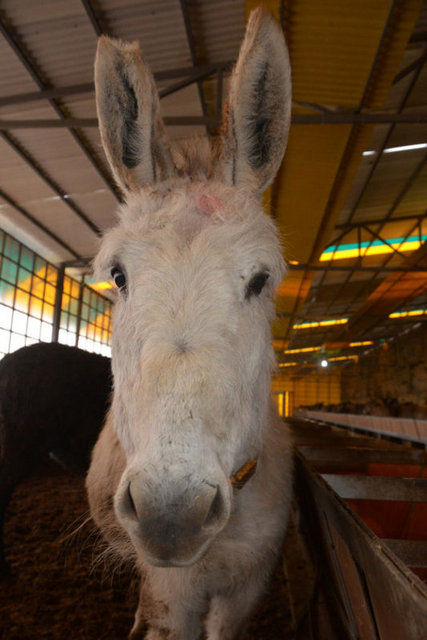 Ehil eşeklerin yenilmesi haram olunca, sütlerinin içilmesi de haram olmaktadır. Dolayısıyla eşek sütü içmek haramdır" dedi.