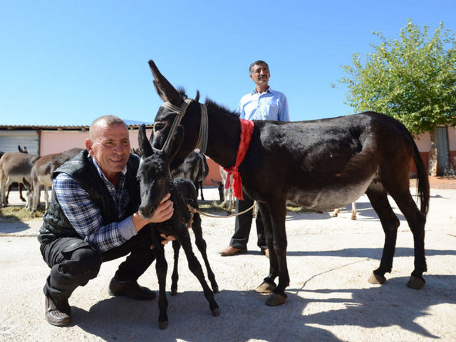 Antalya ve İstanbul'daki çiftlikler ise 1998 yılından bu yana turistlere eşek ve deve safarisi yaptıran Mehmet Ali Yalçın'a ait.
