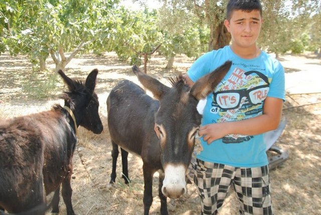 İtalya'dan Hindistan cevizi yağı ve Rusya'dan Kostik getirterek sıfır asitli zeytinyağı ile hazırlanan karışıma eşek sütü ilave edip sabun imal etmeyi de öğrendiğini belirten Musa Karaçam, "Özellikle genç bayanlar eşek sütü sabununu tercih ederek, yüzlerindeki ben ve sivilcelerden kurtuldukları gibi, cildin de pürüzsüz olması için kullanıyorlar.Sabunu şu anda belli bir oranda üretebiliyoruz. Önümüzdeki bir yıl içerisinde seri üretim yapıp pazara çıkmayı hedefliyoruz" dedi.