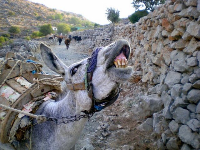 SÜLEYMAN Demirel Üniversitesi (SDÜ) İlahiyat Fakültesi Dekanı Prof. Dr. Talip Türcan, eşek sütünün İslami yönden haram olduğunu, tedavide son çare ise içilebildiğini açıkladı.