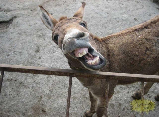 Türkiye'de 5 ilde kurulan eşek çiftliklerinde üretilen sütün litresi 60 ila 80 lira arasında satılıyor.